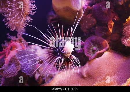 Clearfin Turkeyfish; Israele Foto Stock