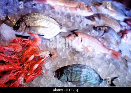 Pesce fresco e gamberi su ghiaccio Foto Stock