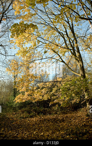 Colori dell'autunno in legno Rewell vicino a Arundel, West Sussex, Regno Unito Foto Stock