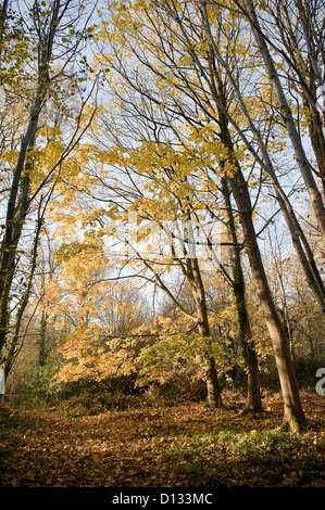 Colori dell'autunno in legno Rewell vicino a Arundel, West Sussex, Regno Unito Foto Stock