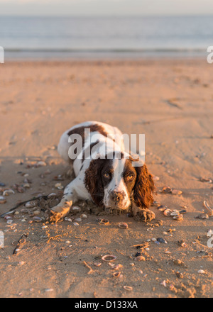 Un cane giocoso in attesa di giocare su fetch Camber Sands, East Sussex/Kent Foto Stock