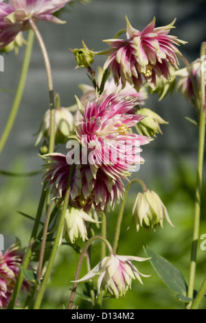 Doppia fioritura Aquilega rosa Foto Stock