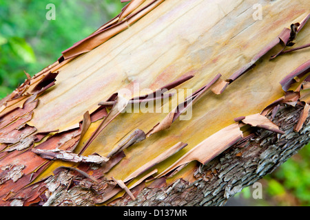 Corteccia del Pacifico Madrona,Arbutus, struttura ad albero Foto Stock