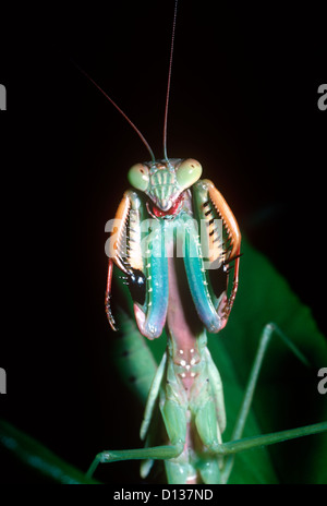 Madagascan in marmo (Mantis Polyspilota aeruginosa) ninfa rivelando le sue colorate nella parte inferiore di un display difensivo del Madagascar Foto Stock