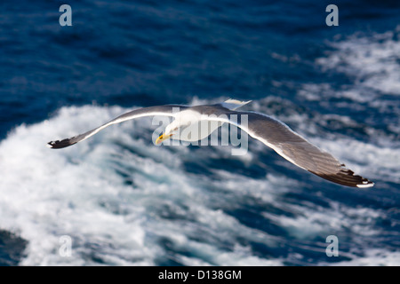 Seagull volare al di sopra del mare Egeo in Grecia mediterranea Foto Stock