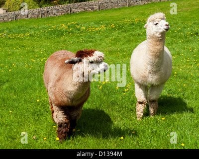 Coppia di Alpaca Vicugna pacos una specie animali domestiche di South American camelid pascolare in un campo di erba Foto Stock