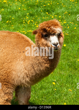 Alpaca Vicugna pacos una specie animali domestiche di South American camelid pascolare in un campo di erba Foto Stock