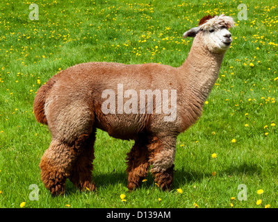 Alpaca Vicugna pacos una specie animali domestiche di South American camelid pascolare in un campo di erba Foto Stock