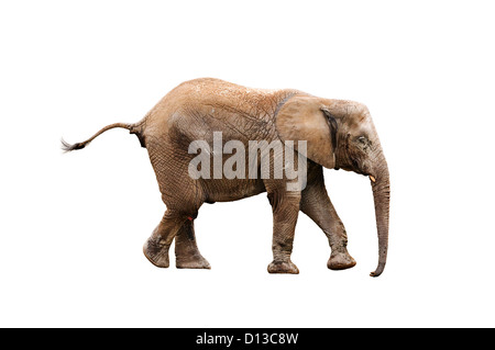 Giovane elefante isolato su bianco con percorso cliping Foto Stock