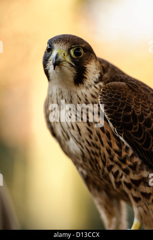 Un ritratto di una giovane Falco Pellegrino Foto Stock
