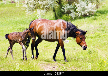 Steppa selvaggi cavalli madre con bambino su pascolano in background Foto Stock