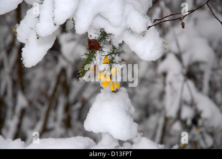 Gorse giallo in inverno... Foto Stock