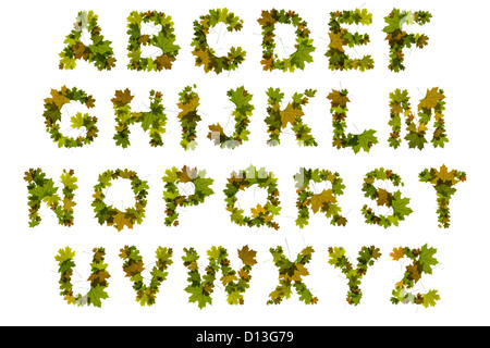 Alfabeto lettere da Verde foglie di acero Foto Stock