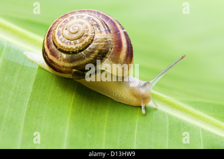 Va a passo di lumaca sulla banana palm foglia verde Foto Stock