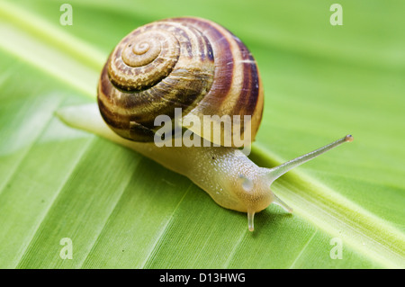 Va a passo di lumaca sulla banana palm foglia verde Foto Stock