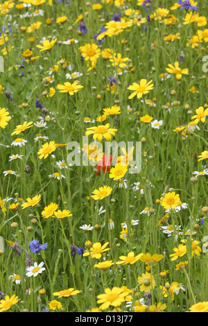 Wild fiori di prato Foto Stock