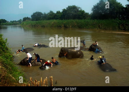 Escursione, elefanti, nuoto, sul fiume Ruak. Hotel, Anantara, Triangolo d'Oro, la gente, divieto Sop Ruak, Chiang Rai, Thailandia, Asia Foto Stock