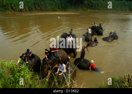 Escursione, elefanti, nuoto, sul fiume Ruak. Hotel, Anantara, Triangolo d'Oro, la gente, divieto Sop Ruak, Chiang Rai, Thailandia, Asia Foto Stock