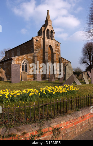 Narcisi e ribaltamento lapidi nel cimitero della Chiesa di San James Burton Lazars, Leicestershire, Regno Unito Foto Stock