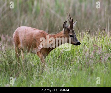 Maschio il capriolo (Capreolus capreolus) foraggio Foto Stock