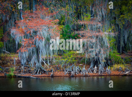 Alberi in autunno a colori Caddo Lake State Park, Texas Foto Stock