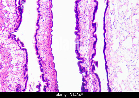 Micrografia di scienza medica cilliated epitelio di cellule di tessuto Foto Stock