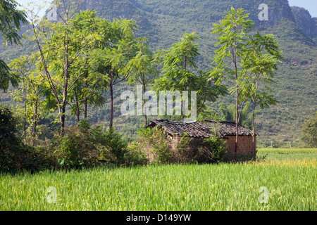 I campi di riso, alcune pronte per essere raccolte nella campagna fuori Yangshuo in Guangxi Regione autonoma, Cina Foto Stock