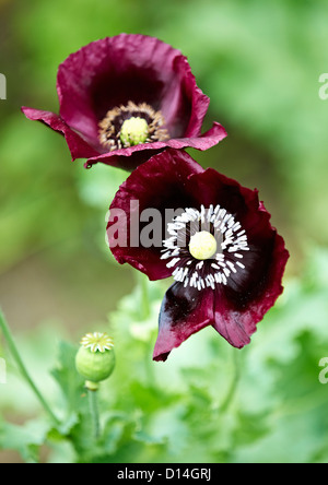 Close up di fiori viola all'aperto Foto Stock