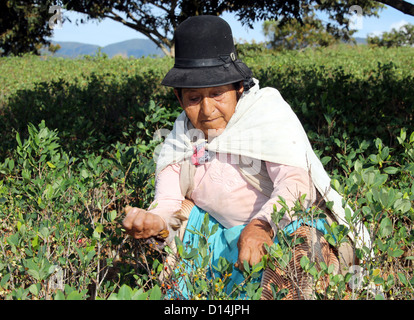 Donna vecchia raccolta di foglie di coca in Bolivia - America del Sud Foto Stock