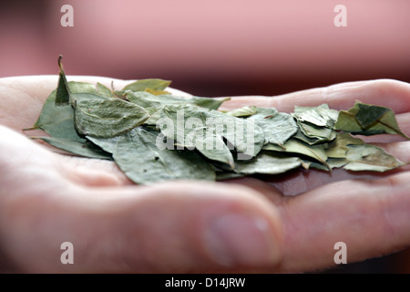 Le foglie di coca in una mano Foto Stock