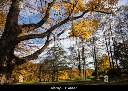 In autunno gli alberi in Upstate New York, Stati Uniti d'America Foto Stock