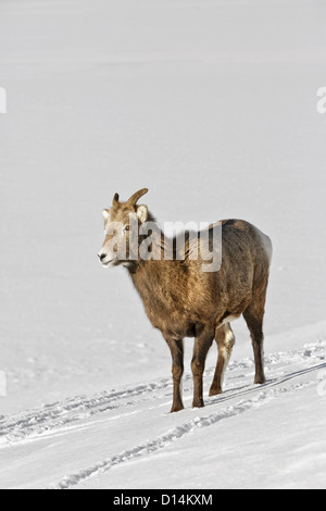 Bighorn femmina in piedi nella neve Foto Stock