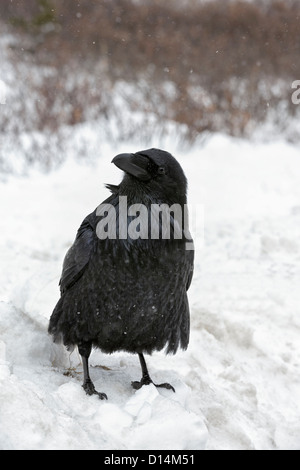 Inverno Raven nella doccia di neve Foto Stock