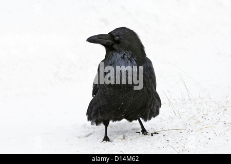 Inverno Raven nella doccia di neve Foto Stock