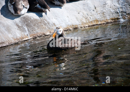 Puffin tufted in Oregon State Aquarium a Newport OREGON USA Foto Stock