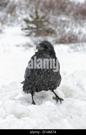 Inverno Raven nella doccia di neve Foto Stock