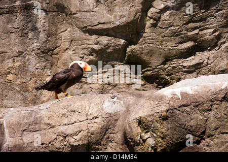 Puffin tufted in Oregon State Aquarium a Newport OREGON USA Foto Stock