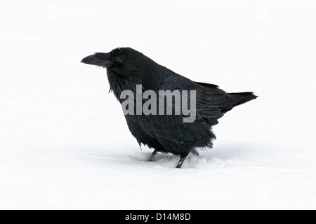 Inverno Raven nella doccia di neve Foto Stock