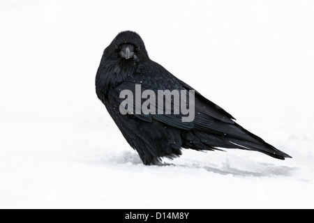 Inverno Raven nella doccia di neve Foto Stock