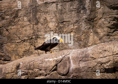 Puffin tufted in Oregon State Aquarium a Newport OREGON USA Foto Stock