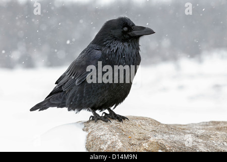 Inverno Raven nella doccia di neve Foto Stock