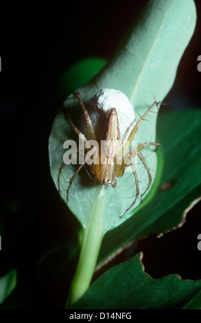 Lynx spider (Oxyopes javanus: Oxyopidae) sorvegliare le uova di sac, nella foresta pluviale, Sulawesi Foto Stock