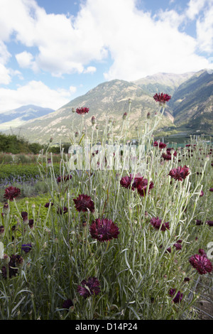Campo di fiori nel paesaggio rurale Foto Stock