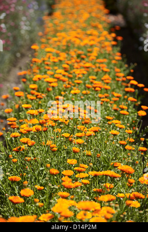 Fila di fiori d'arancio nel campo Foto Stock