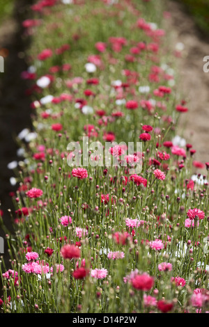 Fila di fiori rosa e bianchi nel campo Foto Stock