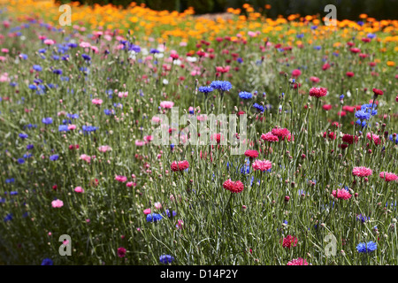 Fila di fiori colorati nel campo Foto Stock