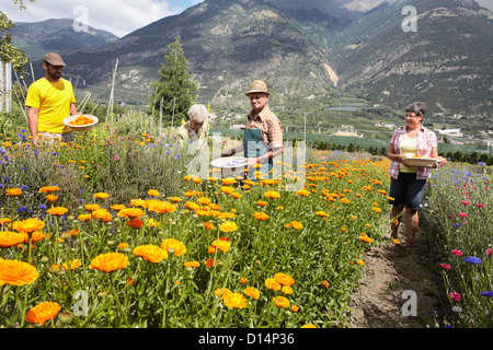 Le persone anziane a caccia di fiori nel campo Foto Stock