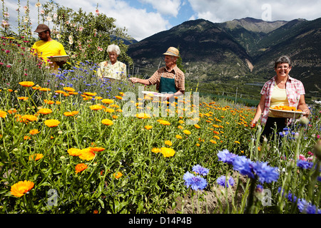 Le persone anziane a caccia di fiori nel campo Foto Stock