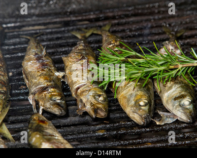 Di pesce alla griglia con rosmarino e olio di oliva Foto Stock