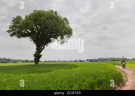 Donna che cammina lungo un percorso attraverso un campo di grano in Charnwood Forest, Leicestershire, Inghilterra. Foto Stock